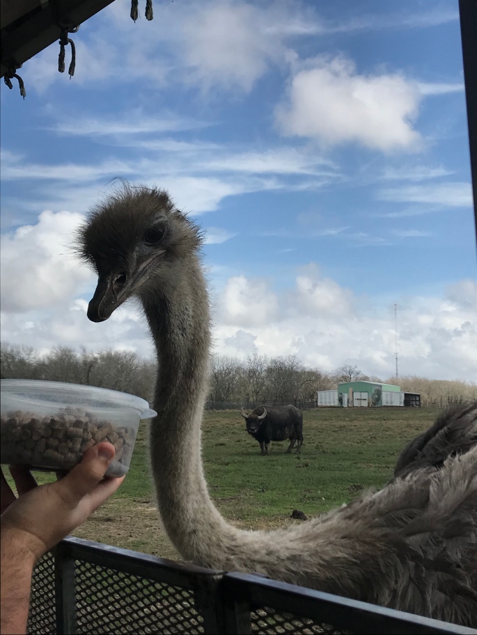 Ostrich in the best open range zoo in Alvin, Texas